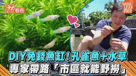 免費魚缸|DIY免錢魚缸！孔雀魚+水草 專家帶路「市區就能野撈」｜TVBS新 